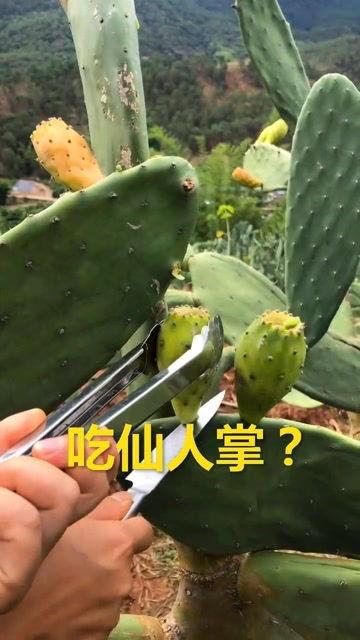 仙人掌吃瓜娱乐,仙人掌与瓜果的奇幻娱乐之旅
